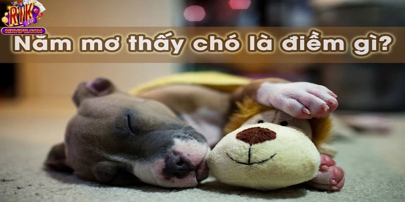 Giải mã giấc mơ thấy chó cắn